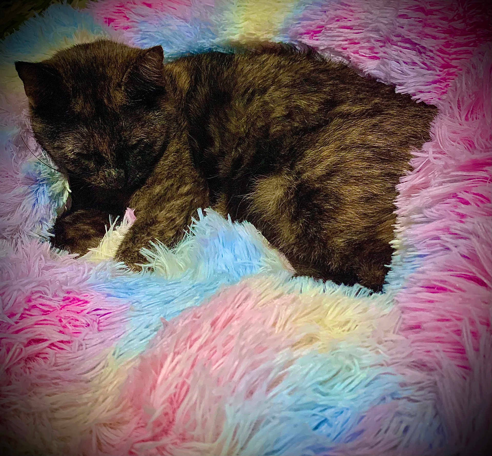 Diva joined the competition — help win amazing prizes! cat, sleeping, fluffy_blanket, pastel_colors, cozy, fur, pet, resting, indoor, closeup, cute, animal, soft_texture, multicolor, comfort, relaxation, bed, warm, peaceful, nap