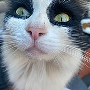 Ziggy is registered to the contest to win money with this photo: cat, close_up, whiskers, green_eyes, pink_nose, black_and_white, fur, pet, animal, curious, face, outdoor, portrait, feline, nose, whisker, eye, closeup, cute, domestic_cat