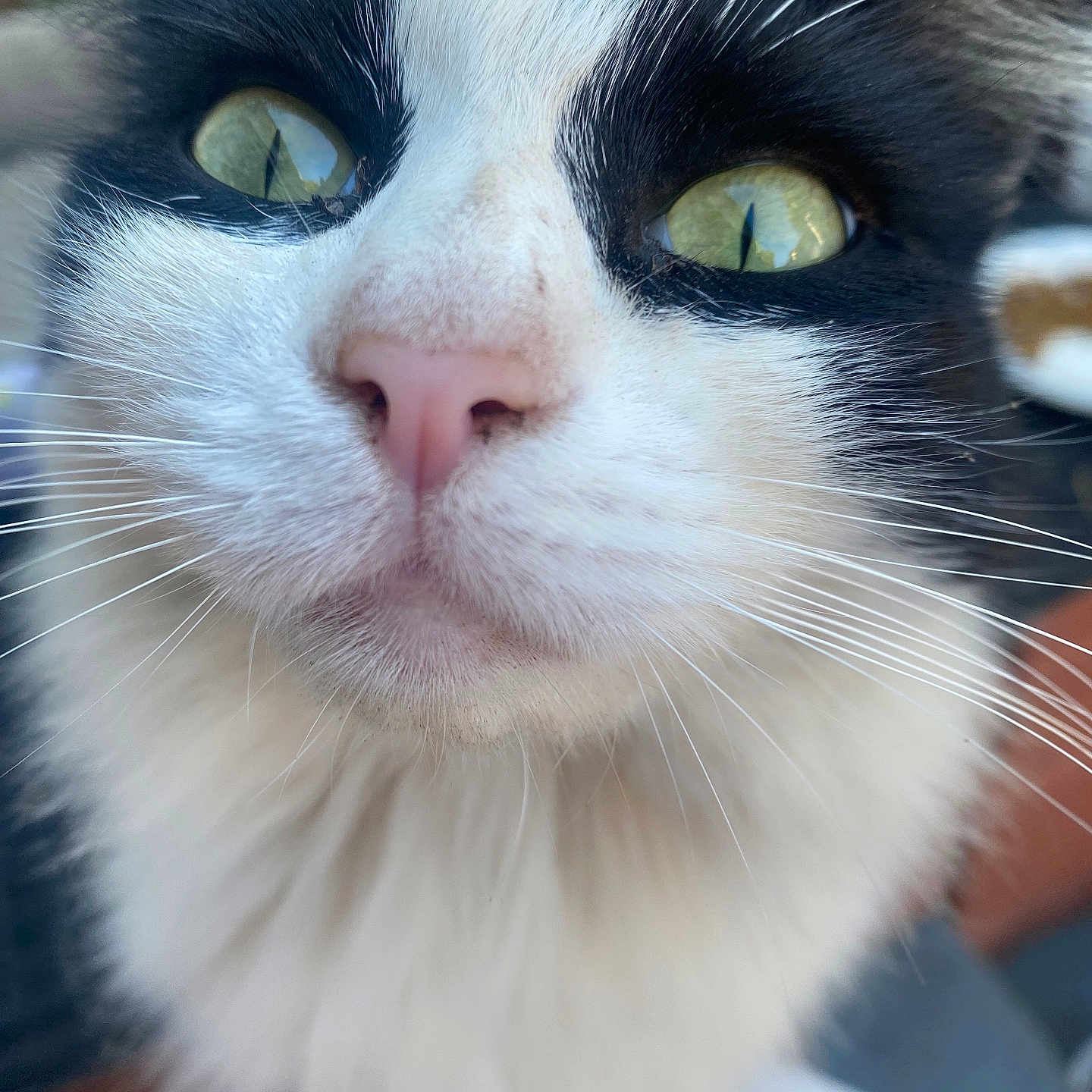 Ziggy