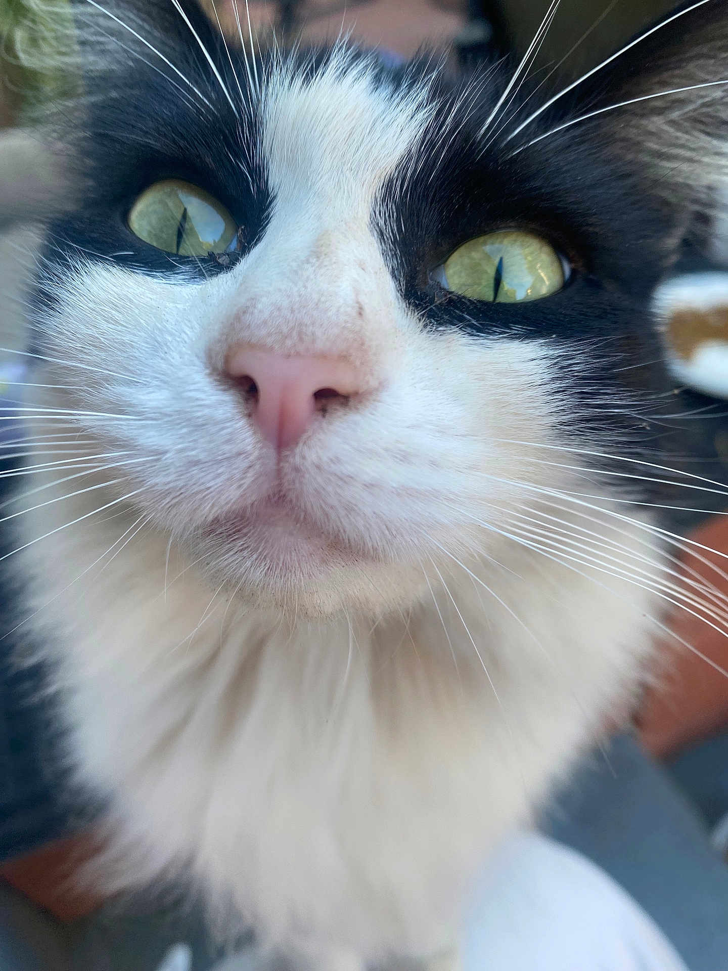 Ziggy
