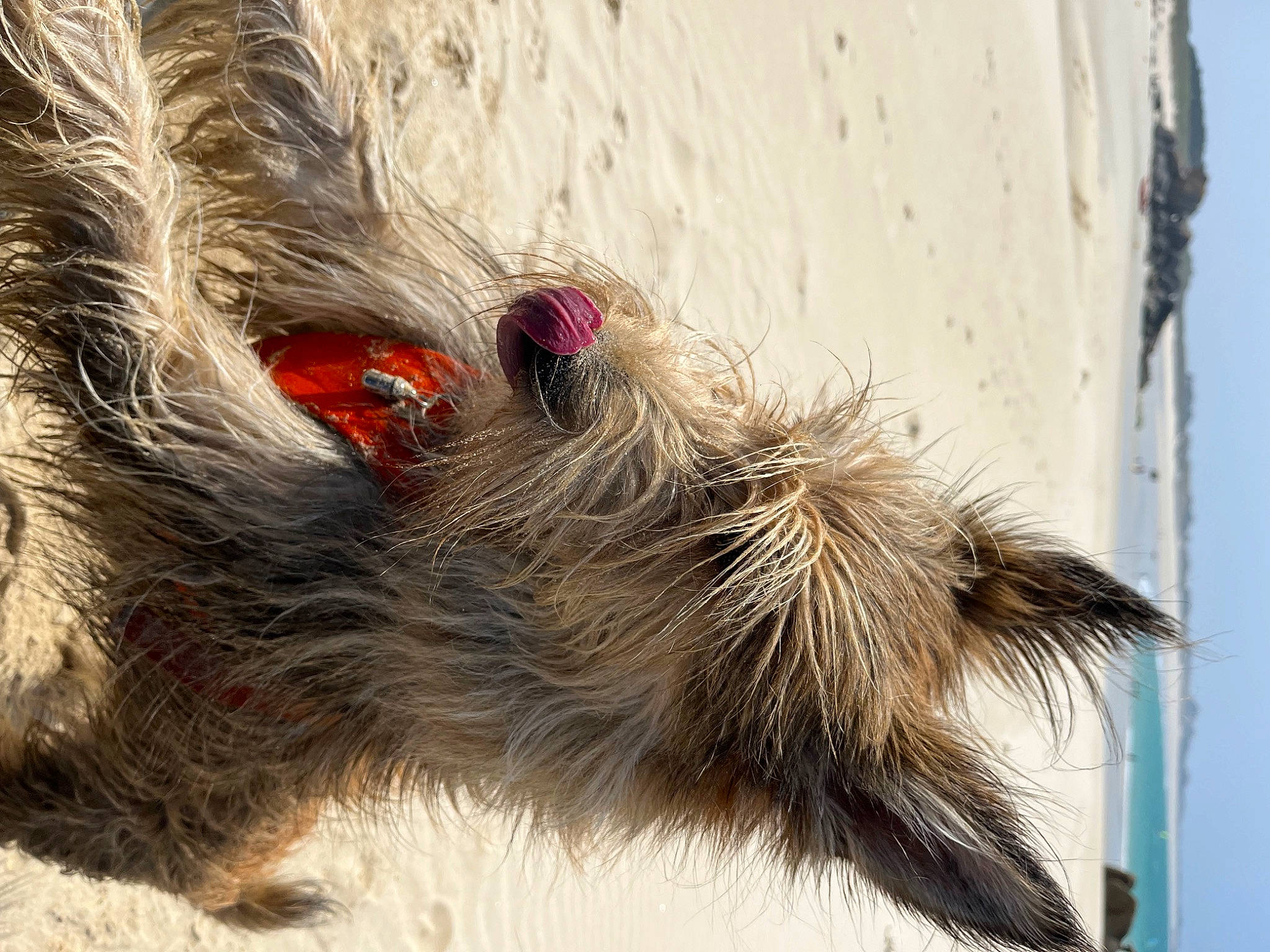 Plouz participe au concours pour gagner de l'argent avec cette photo : arthropod, beak, caterpillar, feather, fur, insect, livestock, moths_and_butterflies, paw, pest, plant, poultry, snout, tail, terrestrial_animal, trunk, whiskers, wildlife, winter, wood
