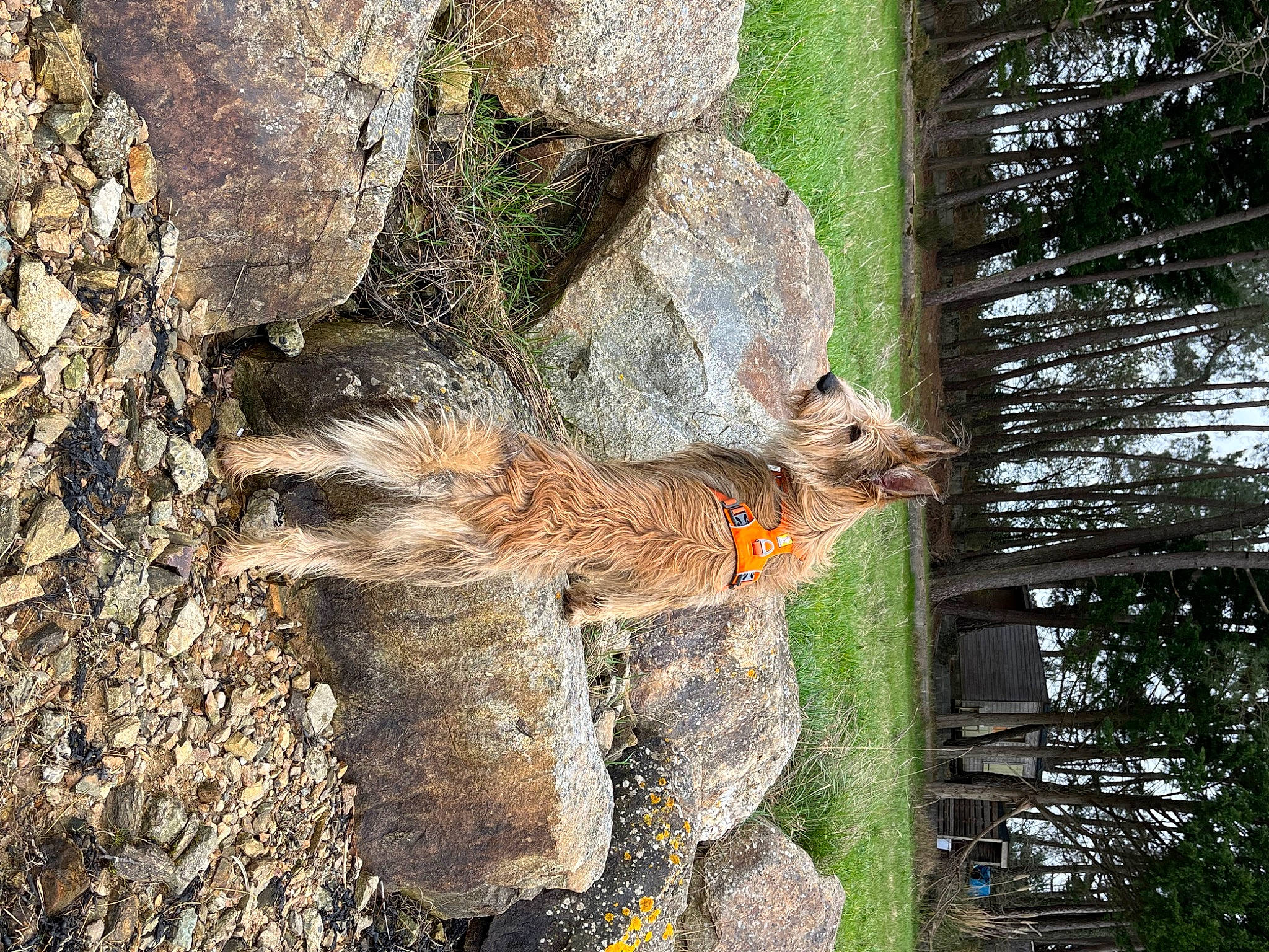 Plouz a rejoint le concours — aidez-le/la à gagner de superbes lots ! art, beak, chipmunk, douglas_squirrel, fawn, felidae, fox_squirrel, fur, grey_squirrel, ground_squirrels, plant, rodent, snout, squirrel, tail, terrestrial_animal, tree, trunk, whiskers, wood