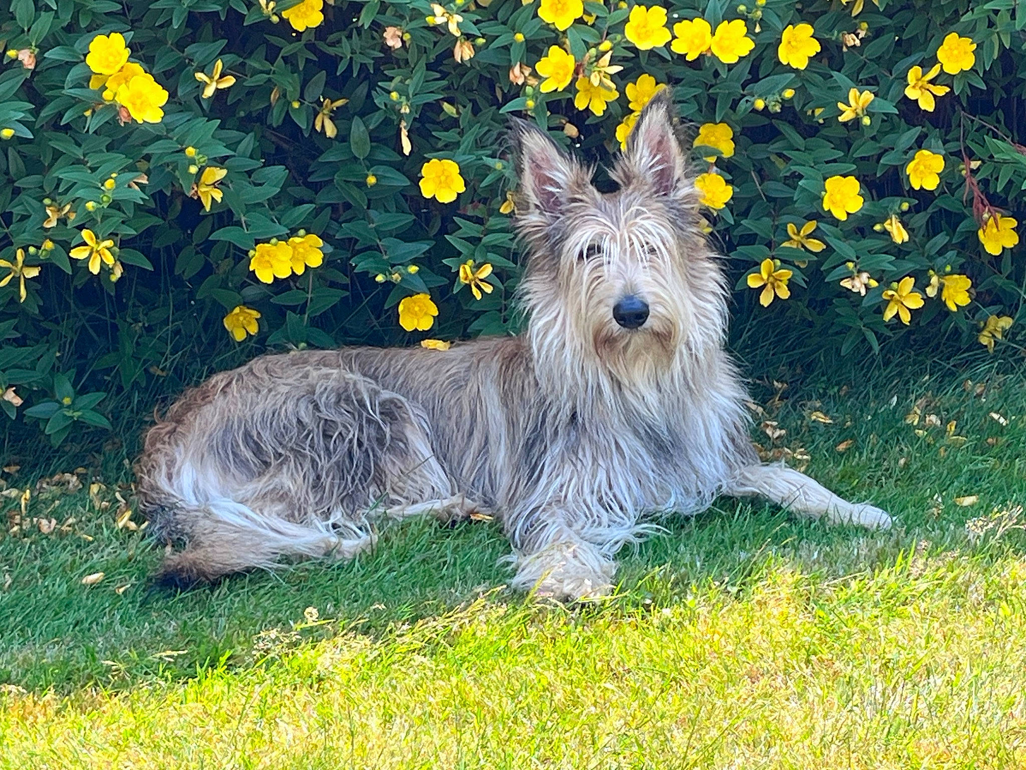 Plouz a rejoint le concours — aidez-le/la à gagner de superbes lots ! canidae, carnivore, companion_dog, dog, dog_breed, electric_blue, flower, grass, grassland, groundcover, plant, small_terrier, sporting_group, tail, terrestrial_animal, terrier, water_dog