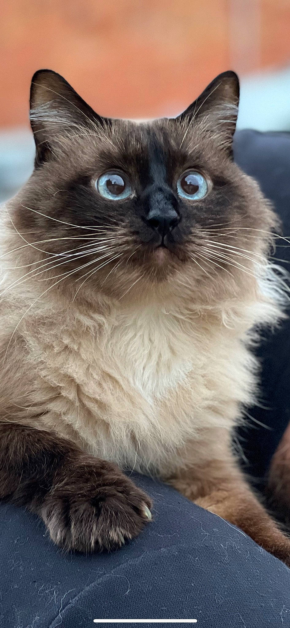 Boy joined the competition — help win amazing prizes! balinese, birman, carnivore, cat, domestic_short_haired_cat, electric_blue, fawn, felidae, fur, pet_supply, ragdoll, siamese, small_to_medium_sized_cats, terrestrial_animal, thai, tonkinese, whiskers