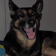 Whisky a rejoint le concours — aidez-le/la à gagner de superbes lots ! dog, german_shepherd, pet, portrait, closeup, tongue_out, smiling, ears, paws, indoor, bed, blanket, fur, canine, muzzle, nose, eyes, resting, happy, flash