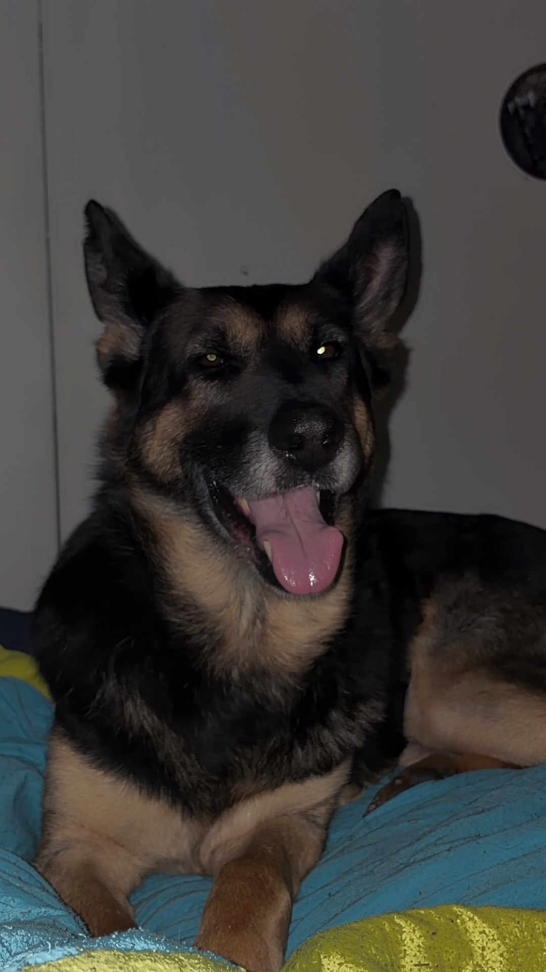 Whisky a rejoint le concours — aidez-le/la à gagner de superbes lots ! dog, german_shepherd, pet, portrait, closeup, tongue_out, smiling, ears, paws, indoor, bed, blanket, fur, canine, muzzle, nose, eyes, resting, happy, flash