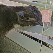 Katana is registered to the contest to win money with this photo: animal, blinds, cat, close_up, curiosity, curious, daylight, feline, fur, gray_cat, head, household, indoor, peeking, pet, resting, screen, two_cats, whiskers, window