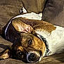 dog, couch, brown, relaxed, pet, animal, indoor, collar, laying_down, ears, canine, resting, fur, domestic_animal, companion, comfort, sideways, looking, nose, closeup