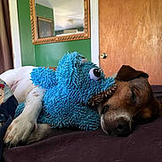 Max is registered to the contest to win money with this photo: dog, sleeping, plush_toy, bed, indoor, brown_dog, white_paw, quilt, mirror, door, green_wall, cozy, pet, resting, fur, animal, home, relaxation, toy, cute