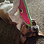 Max joined the competition — help win amazing prizes! dog, playing, toy, watermelon_toy, carpet, pet, animal, mouth_open, teeth, brown_and_white, collar, indoor, cute, happy, fur, ears, lying_down, playful, closeup, canine