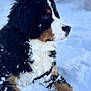 dog, bernese_mountain_dog, puppy, snow, outdoor, winter, animal, fur, black_fur, white_fur, brown_fur, cute, pet, canine, portrait, cold, nature, snowflakes, sitting, side_view