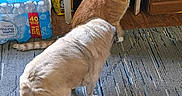 April joined the competition — help win amazing prizes! alert, animal, beige_dog, cabinet, carpet, cat, collar, curious, dog, domestic, floor, furniture, home, indoor, orange_cat, pet, side_view, snack_bag, water_bottles, wooden_floor