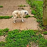 April is registered to the contest to win money with this photo: animal, blurred_background, canine, concrete, daylight, dog, domestic, door, fur, grass, greenery, house, nature, outdoor, path, pet, pug, small_dog, standing, yard