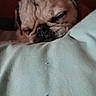 April is registered to the contest to win money with this photo: animal, calm, closeup, companion, cozy, cute, dog, domestic, face, fur, indoors, mammal, pet, pillow, pug, relaxation, resting, sleeping, snout, wrinkles