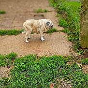 April joined the competition — help win amazing prizes! animal, backyard, blurred_background, canine, curious, daylight, dog, door, garden, grass, greenery, house, nature, outdoor, pathway, pet, pug, sidewalk, small_dog, standing