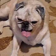 April joined the competition — help win amazing prizes! dog, pug, pet, animal, carpet, tongue, laying_down, close_up, indoor, brown, beige, cute, mammal, face, ears, floor, resting, portrait, domestic_animal, furry