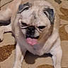 dog, pug, pet, animal, carpet, tongue, laying_down, close_up, indoor, brown, beige, cute, mammal, face, ears, floor, resting, portrait, domestic_animal, furry