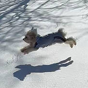 Kasper is registered to the contest to win money with this photo: active, animal, canine, coat, cold, daytime, dog, fur, jumping, motion, nature, outdoor, park, pet, playful, shadow, snow, sunlight, trees, winter
