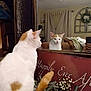 cat, mirror, reflection, orange_and_white_cat, feline, indoor, home_decor, curtains, flower_arrangement, sign, wooden_furniture, cozy, pet, tail, looking, animal, tabletop, living_room, curious, domestic