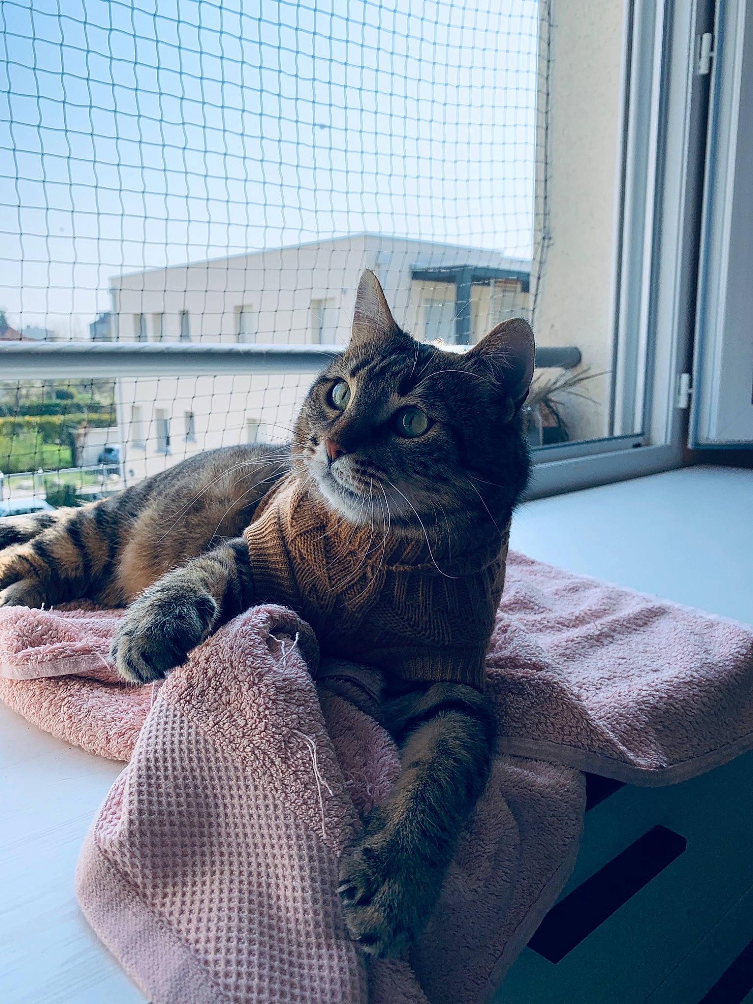 Nala participe au concours pour gagner de l'argent avec cette photo : black_cat, carnivore, cat, comfort, domestic_short_haired_cat, door, felidae, fur, grey, house, linens, pattern, sitting, small_to_medium_sized_cats, snout, tail, terrestrial_animal, textile, whiskers, window