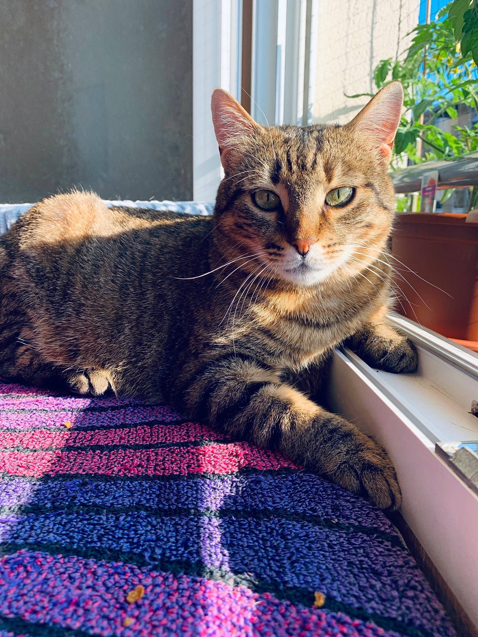 Nala participe au concours pour gagner de l'argent avec cette photo : carnivore, cat, domestic_short_haired_cat, electric_blue, felidae, flooring, fur, pattern, paw, plaid, plant, sitting, small_to_medium_sized_cats, snout, tail, tartan, textile, tree, whiskers, window
