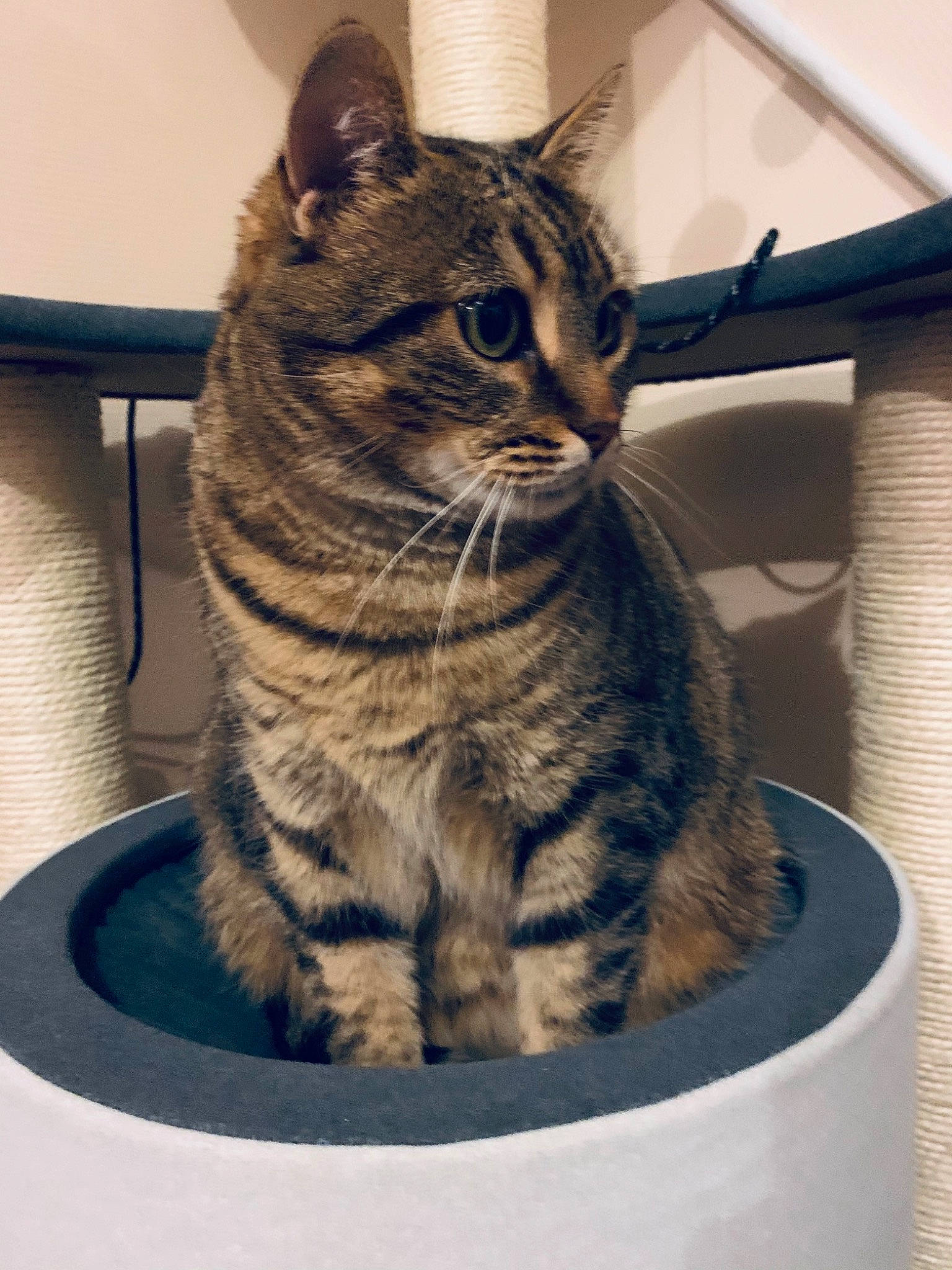 Nala a rejoint le concours — aidez-le/la à gagner de superbes lots ! carnivore, cat, domestic_short_haired_cat, felidae, flowerpot, fur, mammal, sitting, small_to_medium_sized_cats, snout, terrestrial_animal, vertebrate, whiskers