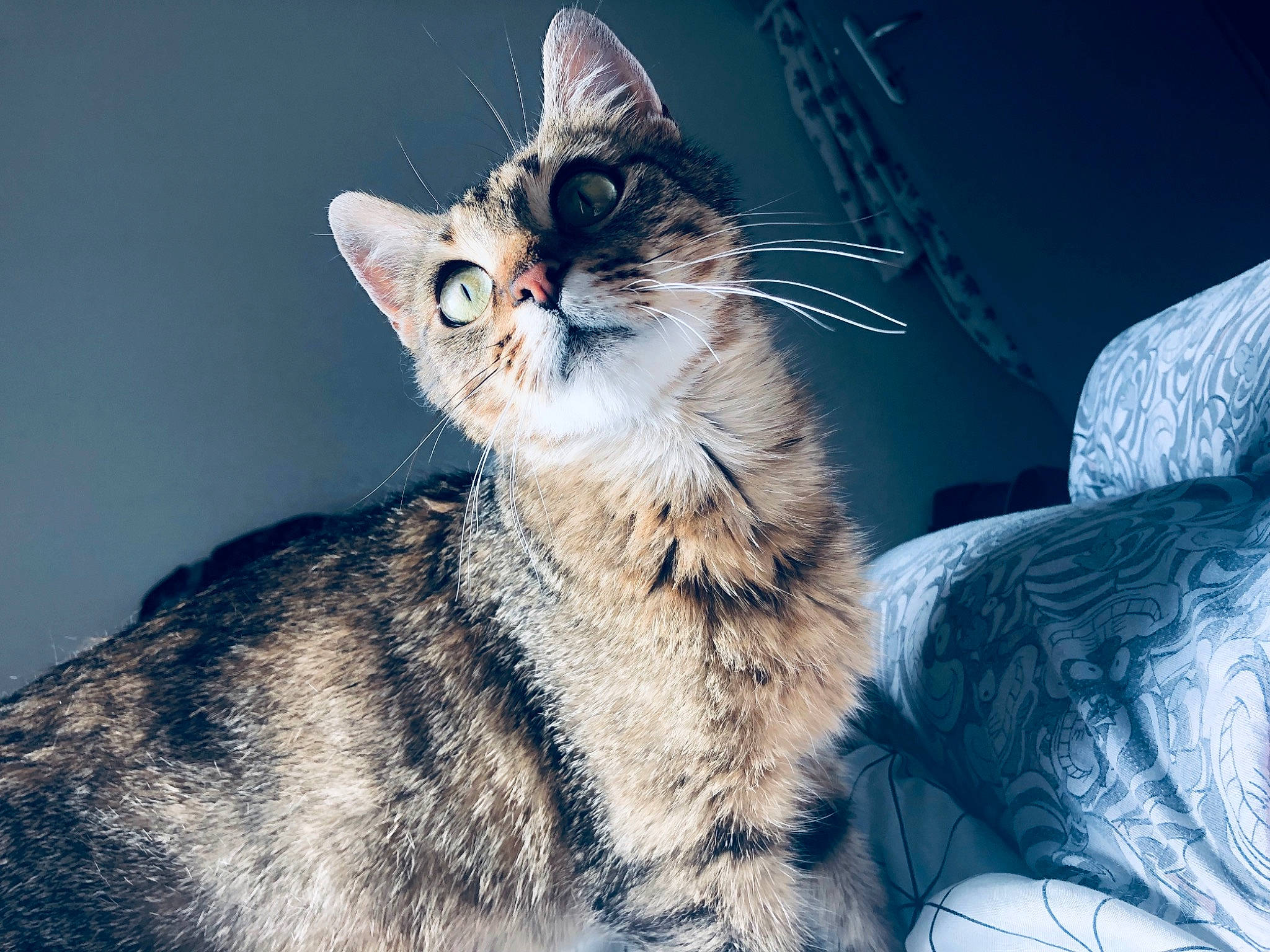 Nala a rejoint le concours — aidez-le/la à gagner de superbes lots ! art, carnivore, cat, claw, domestic_short_haired_cat, felidae, fur, mammal, paw, sitting, small_to_medium_sized_cats, snout, tail, terrestrial_animal, whiskers, winter