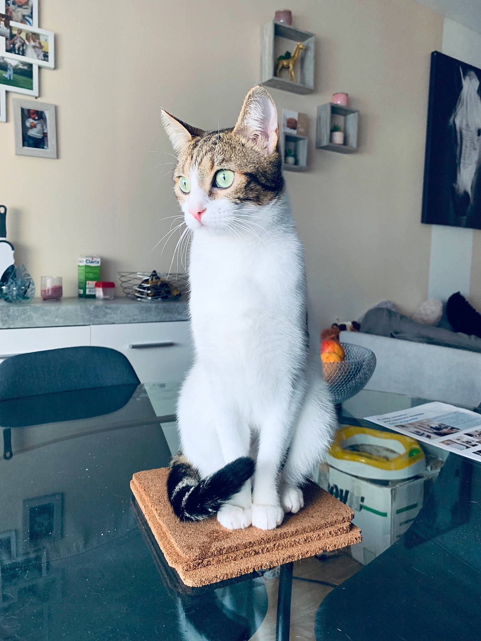 Orphée participe au concours pour gagner de l'argent avec cette photo : box, carnivore, cat, cat_supply, comfort, domestic_short_haired_cat, felidae, fur, grey, picture_frame, room, shelf, sitting, small_to_medium_sized_cats, snout, tail, television, whiskers