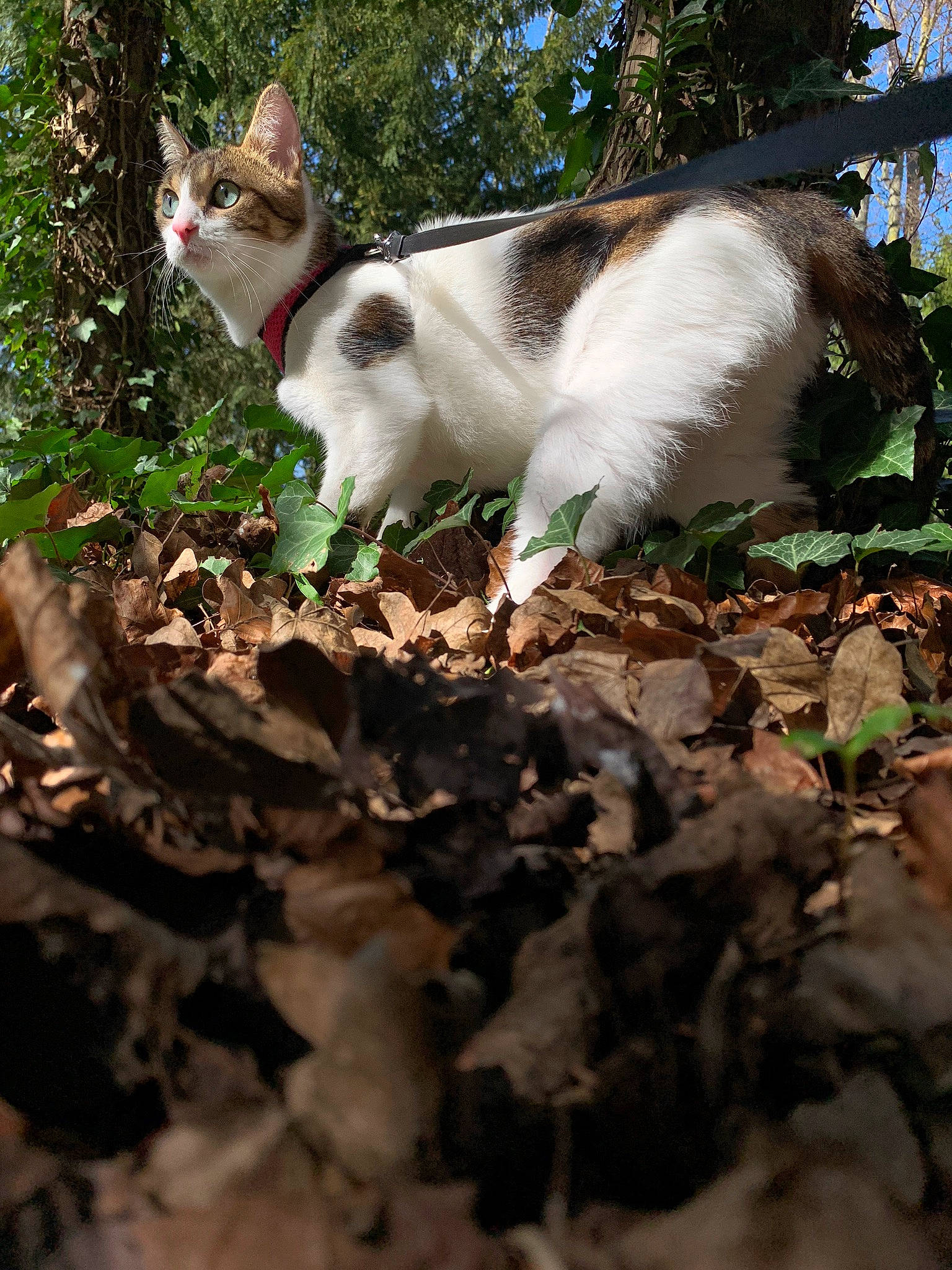 Orphée a rejoint le concours — aidez-le/la à gagner de superbes lots ! beauty, botany, carnivore, cat, domestic_short_haired_cat, fawn, felidae, fur, grass, organism, photo_caption, plant, small_to_medium_sized_cats, soil, tail, tree, twig, vertebrate, whiskers, wood