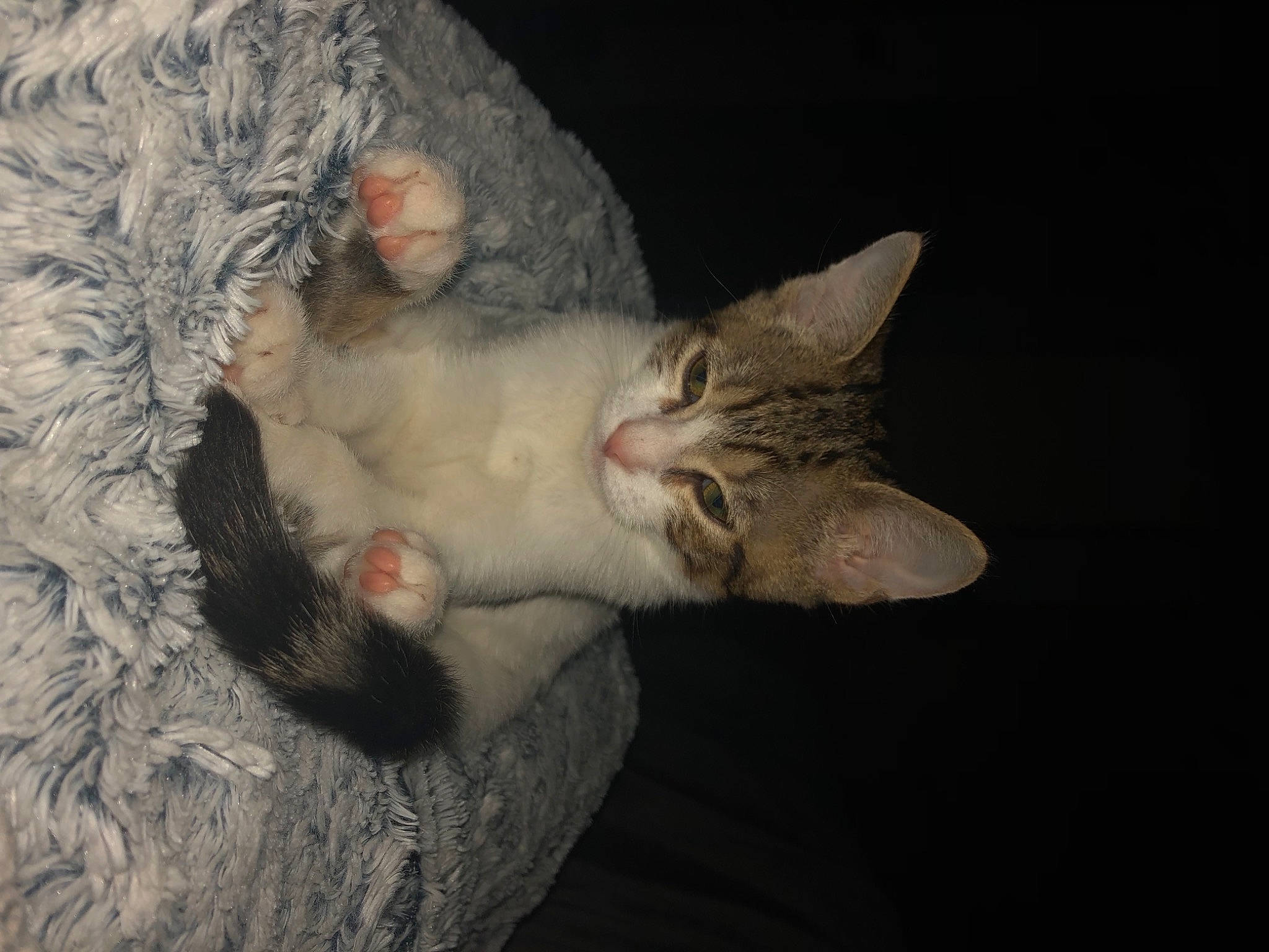 Orphée participe au concours pour gagner de l'argent avec cette photo : canidae, carnivore, cat, claw, darkness, domestic_short_haired_cat, ear, eye, fang, fawn, felidae, fur, gesture, nap, paw, small_to_medium_sized_cats, snout, tail, whiskers, wildlife