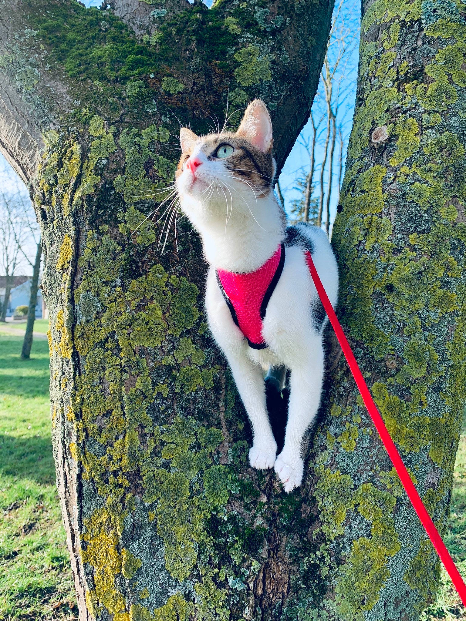 Orphée participe au concours pour gagner de l'argent avec cette photo : branch, carnivore, cat, collar, fawn, felidae, fur, grass, leaf, leash, mammal, plant, small_to_medium_sized_cats, snout, tail, tree, trunk, vertebrate, whiskers, woody_plant