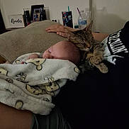 Charles is registered to the contest to win money with this photo: baby, blanket, cat, cuddle, sleeping, tabby, indoor, person, hand, pillow, rest, cozy, furniture, water_bottle, cup, photography, toddler, animal, comfort, sleep