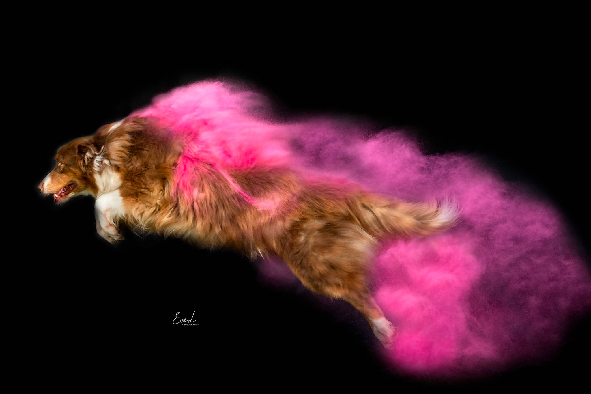 Lasco participe au concours pour gagner de l'argent avec cette photo : beak, darkness, entertainment, event, feather, fur, macro_photography, magenta, night, pink, plant, public_event, tail, wildlife, wing