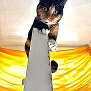 Nami joined the competition — help win amazing prizes! cat, calico_cat, curious, perched, post, yellow_background, indoor, fur, whiskers, paws, claws, wide_eyes, playful, adventurous, closeup, animal, pet, feline, bright, colorful