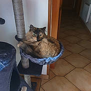 Gioia a rejoint le concours — aidez-le/la à gagner de superbes lots ! cat, tortoiseshell, cat_tree, hammock, pet, indoor, flooring, tile_floor, wooden_door_frame, curious, feline, fur, cozy, resting, animal, domestic, household, cute, eyes, home