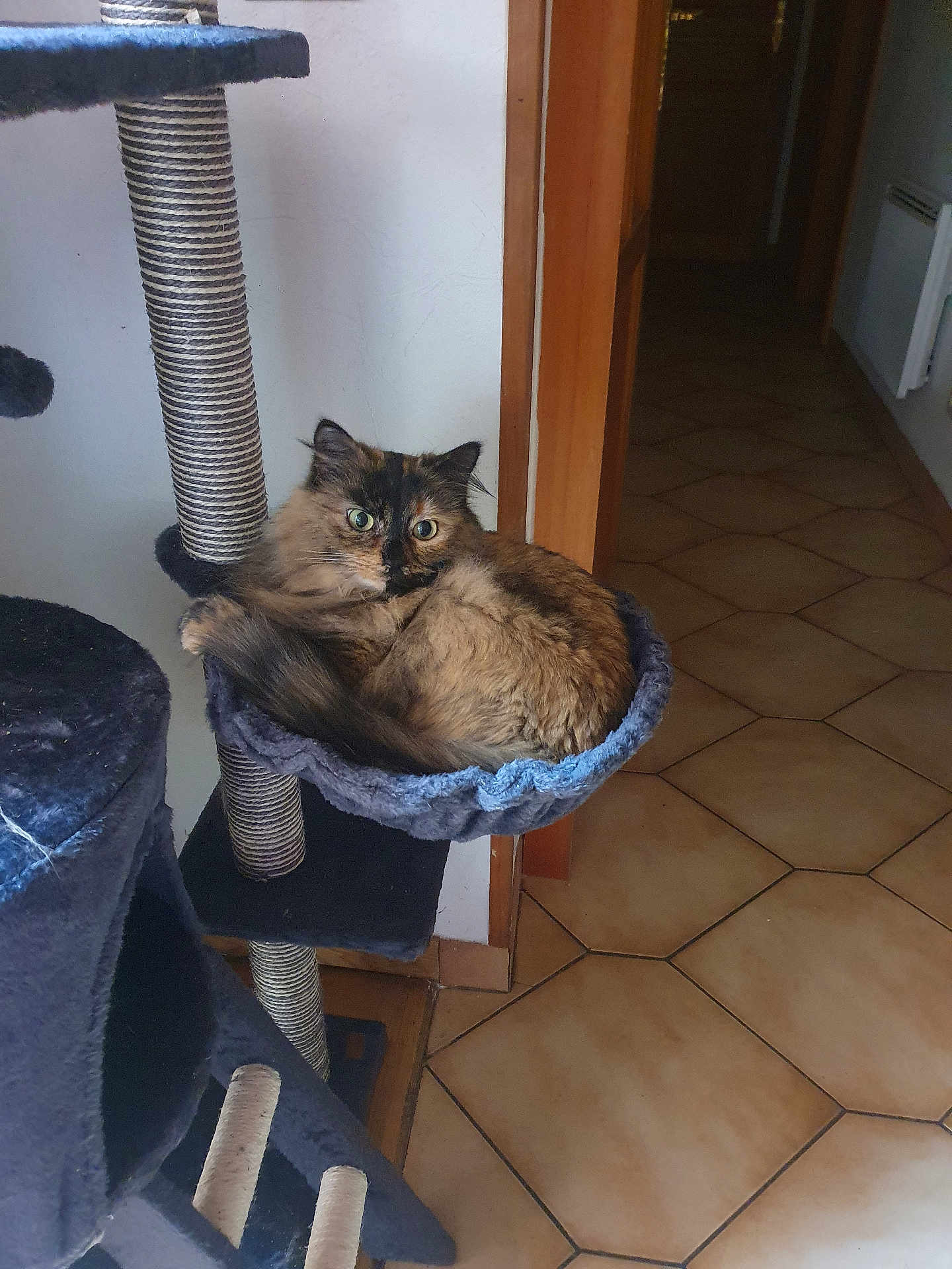 Gioia a rejoint le concours — aidez-le/la à gagner de superbes lots ! cat, tortoiseshell, cat_tree, hammock, pet, indoor, flooring, tile_floor, wooden_door_frame, curious, feline, fur, cozy, resting, animal, domestic, household, cute, eyes, home