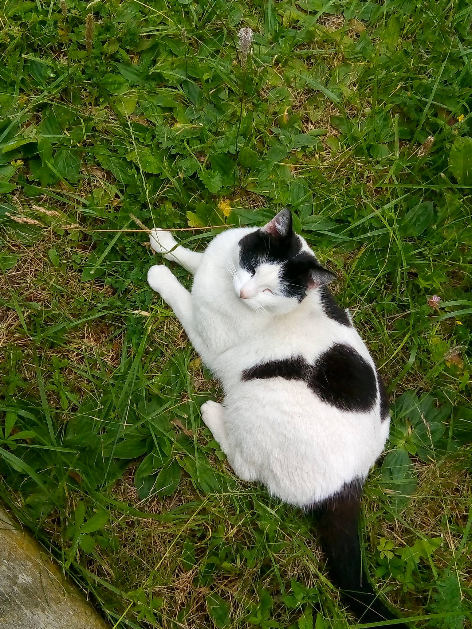 Figaro participe au concours pour gagner de l'argent avec cette photo : carnivore, cat, domestic_short_haired_cat, felidae, fur, grass, grass_family, plant, polydactyl_cat, small_to_medium_sized_cats, snout, tail, whiskers
