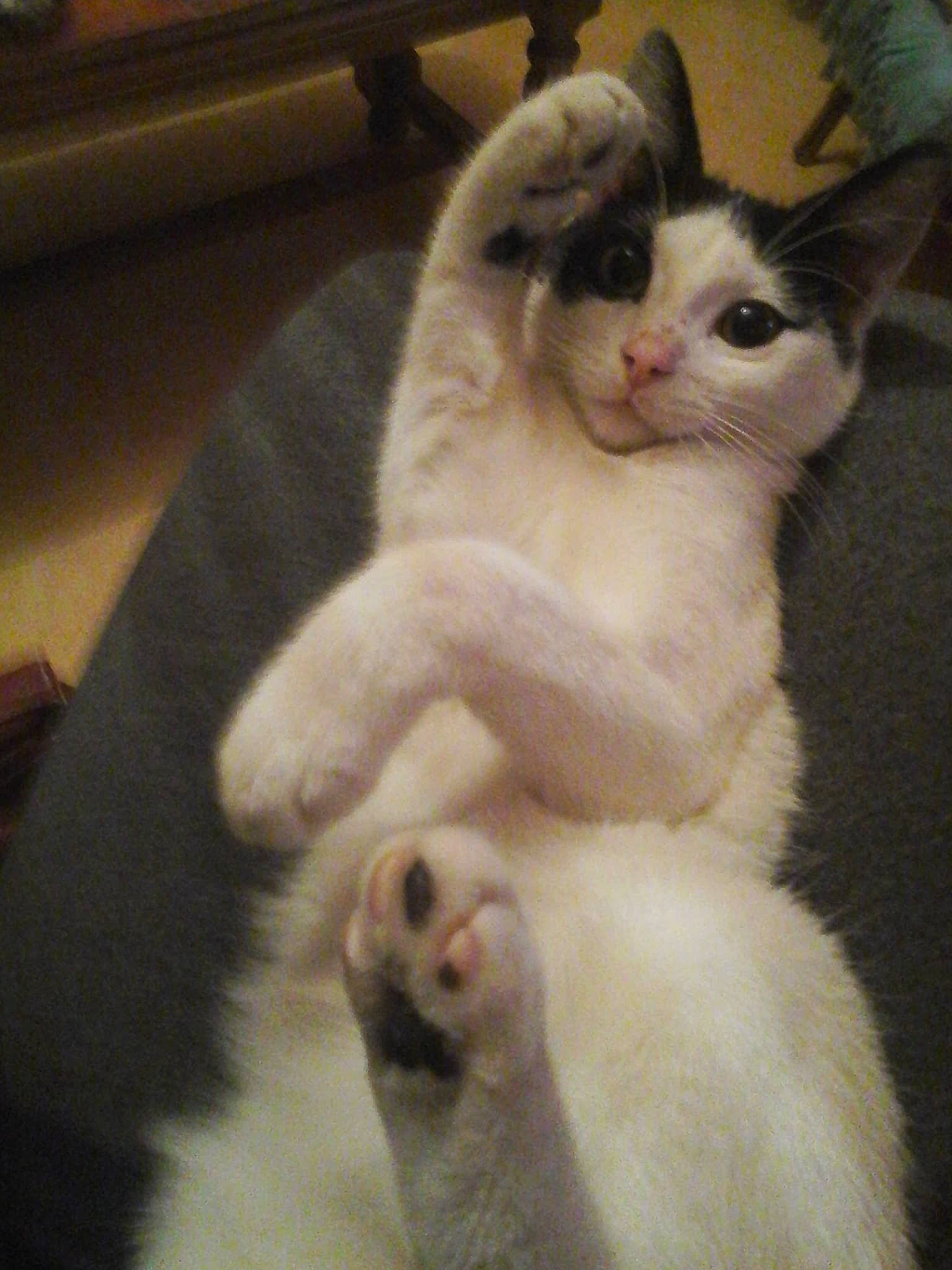 Figaro participe au concours pour gagner de l'argent avec cette photo : aegean_cat, american_curl, asian, burmilla, carnivore, cat, colorpoint_shorthair, felidae, japanese_bobtail, javanese, khao_manee, kitten, mammal, paw, small_to_medium_sized_cats, tail, turkish_angora, turkish_van, vertebrate, whiskers