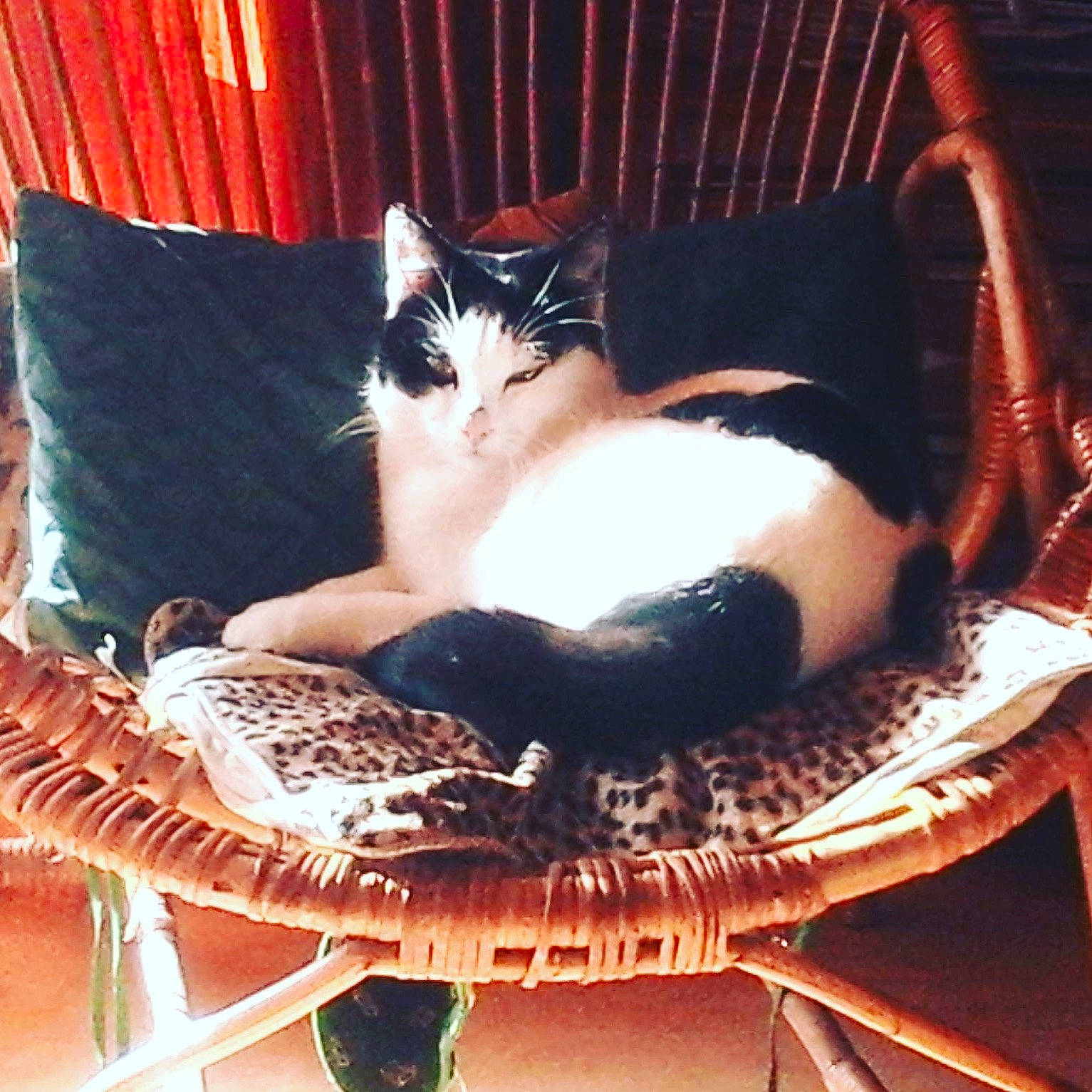 Figaro participe au concours pour gagner de l'argent avec cette photo : asian, basket, carnivore, cat, cat_bed, chair, felidae, furniture, kitten, leg, small_to_medium_sized_cats, tail, whiskers
