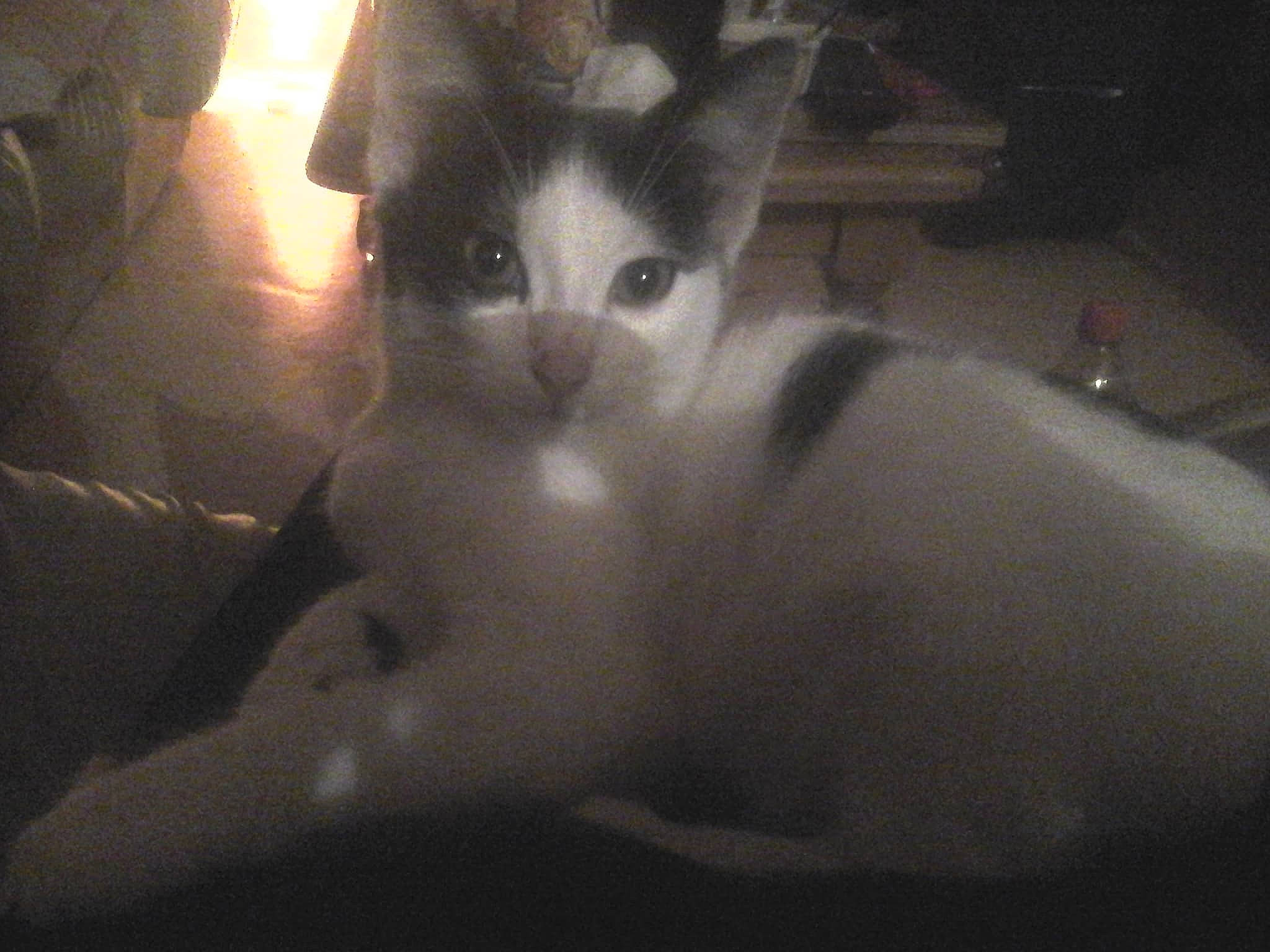 Figaro a rejoint le concours — aidez-le/la à gagner de superbes lots ! aegean_cat, asian, black_and_white, carnivore, cat, cloud, domestic_short_haired_cat, ear, eye, felidae, kitten, night, nose, polydactyl_cat, skin, sky, small_to_medium_sized_cats, tail, whiskers