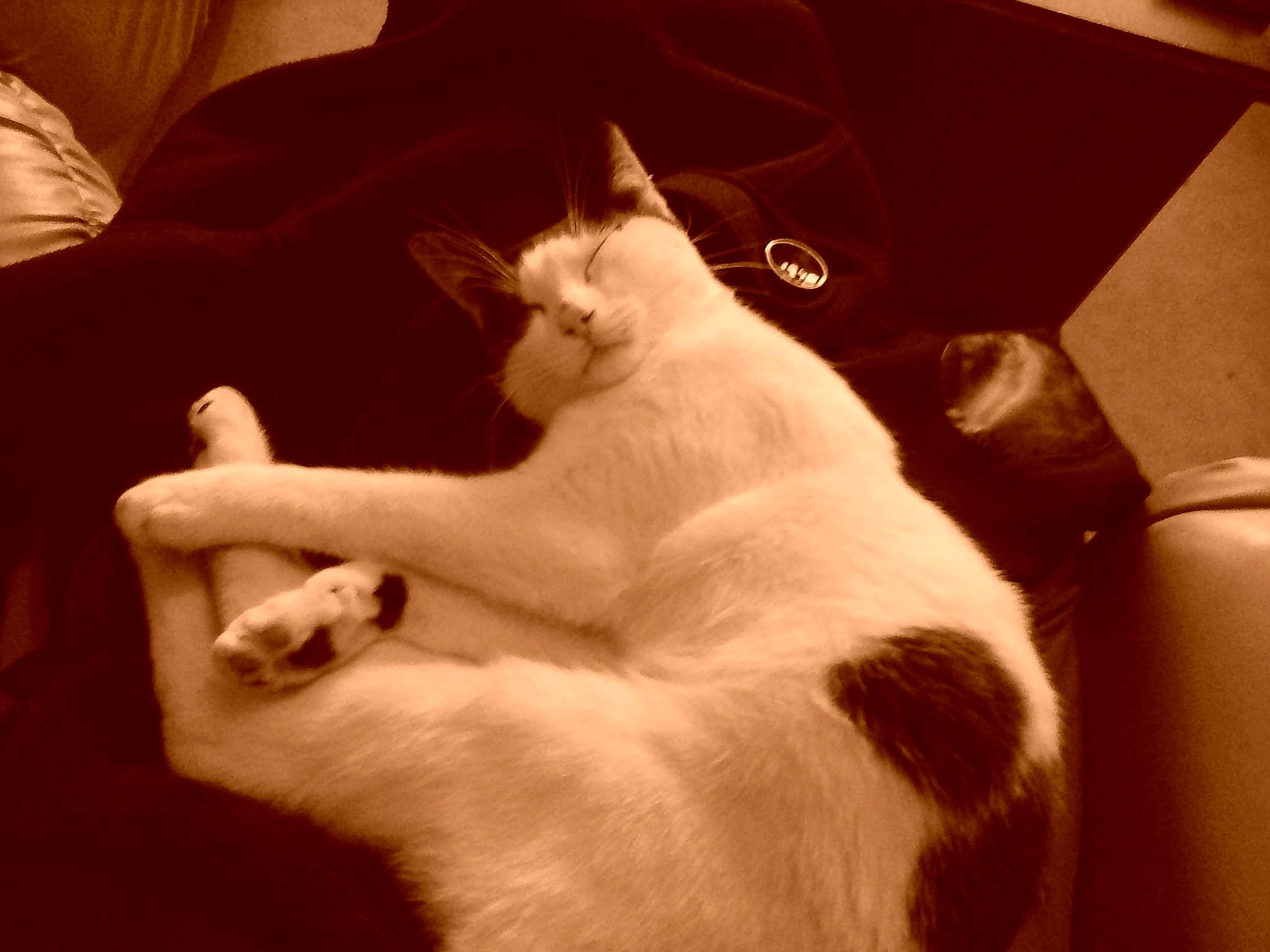 Figaro a rejoint le concours — aidez-le/la à gagner de superbes lots ! asian, carnivore, cat, ear, felidae, fur, hand, javanese, kitten, leg, polydactyl_cat, small_to_medium_sized_cats, tail, whiskers