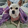 animal, bed, blanket, chihuahua, closeup, cozy, crossed_paws, cute, dog, domestic_animal, ears_up, furniture, indoor, looking_at_camera, pet, pink_outfit, quilt, resting, small_dog, white_fur