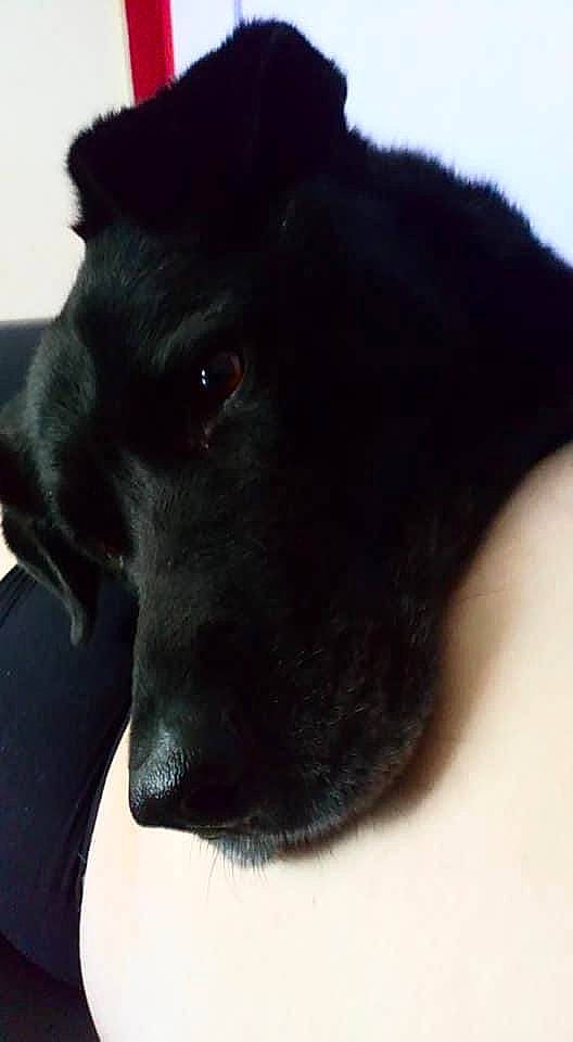 Falcko a rejoint le concours — aidez-le/la à gagner de superbes lots ! borador, canidae, carnivore, companion_dog, dog, dog_breed, dog_collar, ear, fur, liver, non_sporting_group, retriever, snout, sporting_group, whiskers, working_animal, working_dog