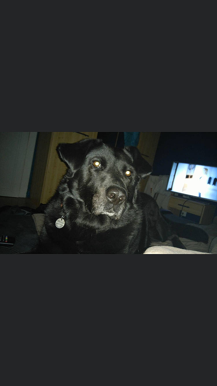 Falcko a rejoint le concours — aidez-le/la à gagner de superbes lots ! auto_part, automotive_fog_light, automotive_lighting, carnivore, comfort, communication_device, companion_dog, darkness, dog, dog_breed, electric_blue, flash_photography, fur, gadget, multimedia, personal_luxury_car, snout, sporting_group, whiskers, working_animal