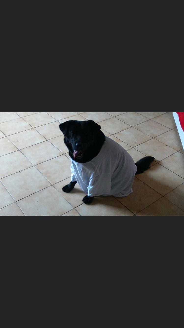 Falcko a rejoint le concours — aidez-le/la à gagner de superbes lots ! carnivore, companion_dog, dog, dog_breed, dog_clothes, dog_supply, fawn, flash_photography, floor, flooring, font, fur, grey, pet_supply, rectangle, sleeve, snout, tail, tints_and_shades, wood