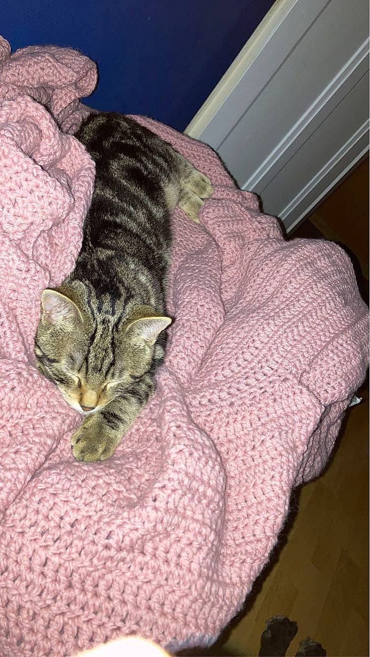 Guimauve participe au concours pour gagner de l'argent avec cette photo : bed, carnivore, cat, claw, comfort, domestic_short_haired_cat, felidae, fur, grey, linens, nap, pattern, paw, small_to_medium_sized_cats, snout, tail, terrestrial_animal, whiskers