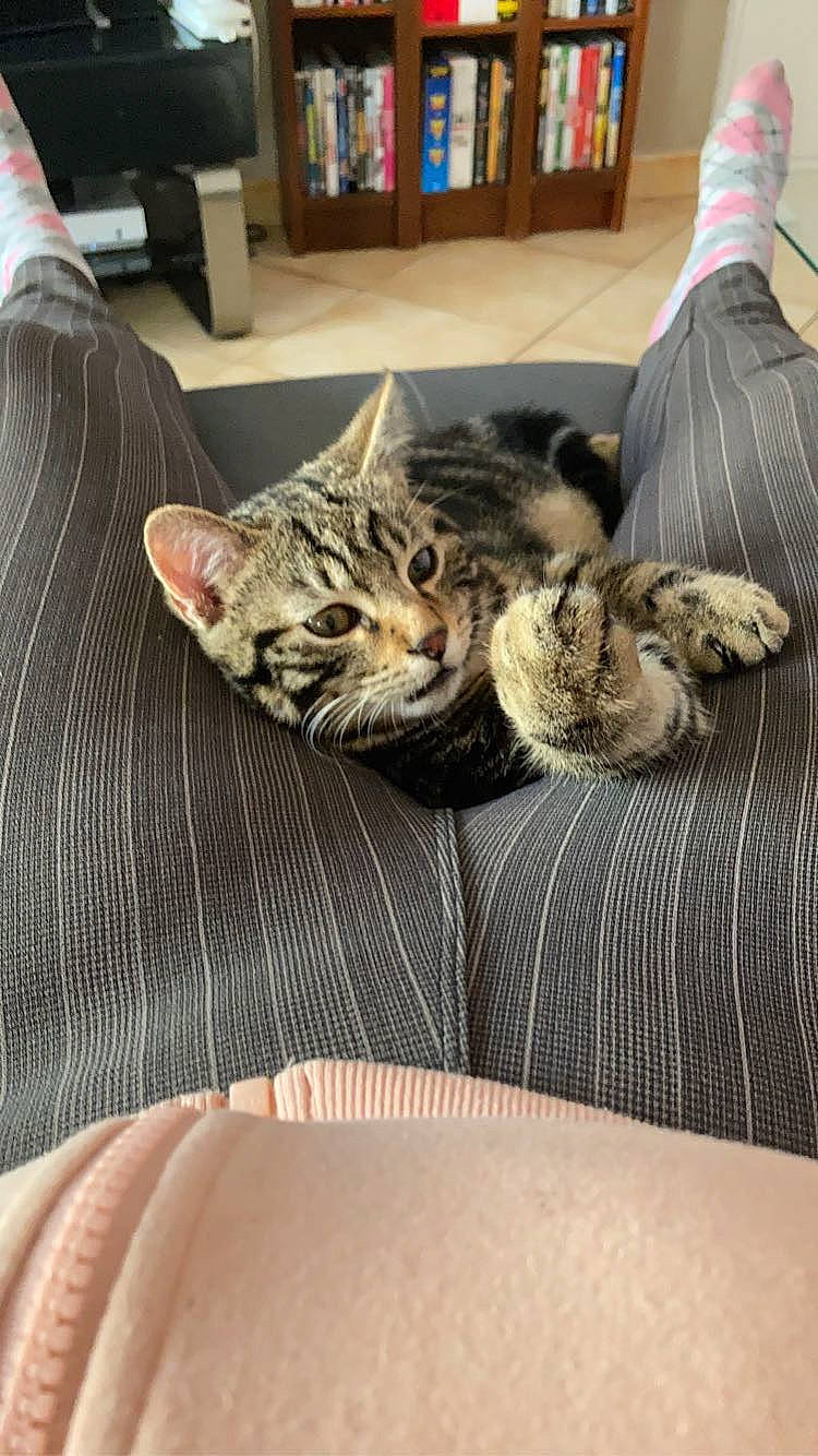 Guimauve a rejoint le concours — aidez-le/la à gagner de superbes lots ! bookcase, carnivore, cat, claw, comfort, domestic_short_haired_cat, felidae, fur, lap, linens, nap, paw, room, shelf, sitting, sleep, small_to_medium_sized_cats, snout, textile, whiskers