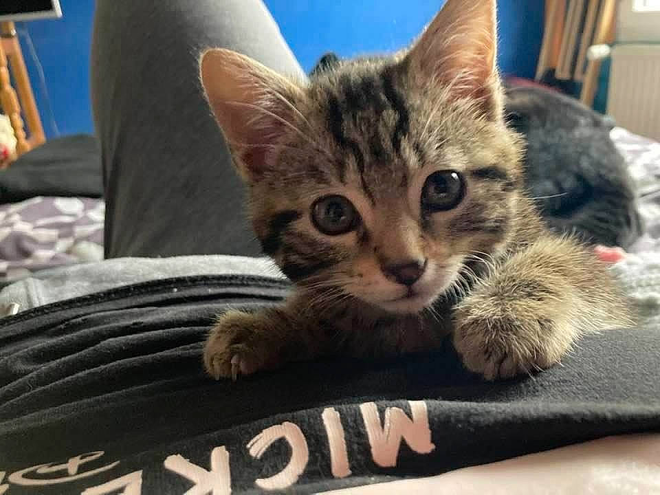 Guimauve a rejoint le concours — aidez-le/la à gagner de superbes lots ! carnivore, cat, claw, comfort, couch, domestic_short_haired_cat, felidae, fur, linens, paw, sitting, small_to_medium_sized_cats, snout, whiskers