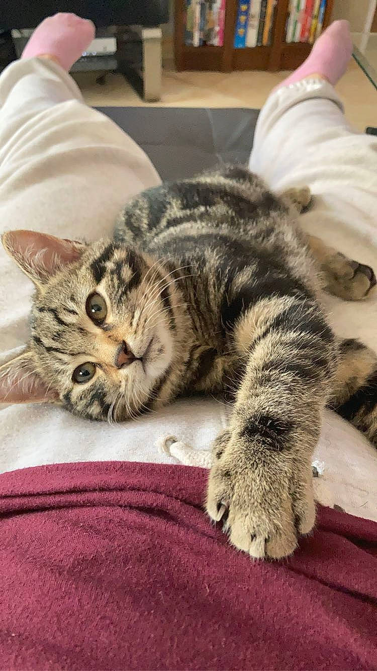 Guimauve participe au concours pour gagner de l'argent avec cette photo : carnivore, cat, claw, comfort, domestic_short_haired_cat, felidae, fur, nap, paw, sleep, small_to_medium_sized_cats, snout, tail, terrestrial_animal, whiskers