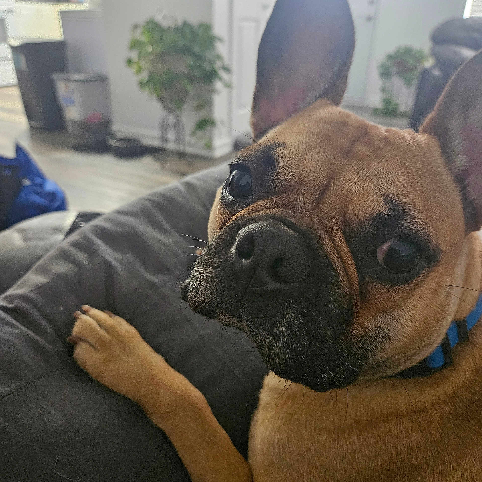 Bruno